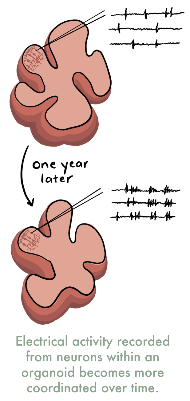 OrganoidsFeature_6.png